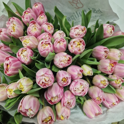 Just Tulips!