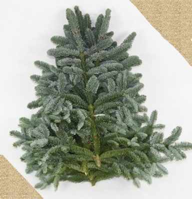Nobilis Blue Spruce