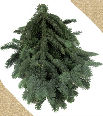 Nordmann Green Spruce