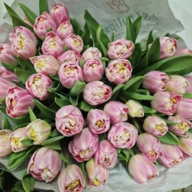 Just Tulips!