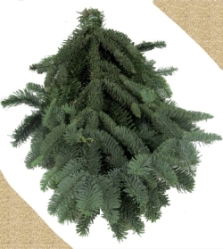 Nordmann Green Spruce